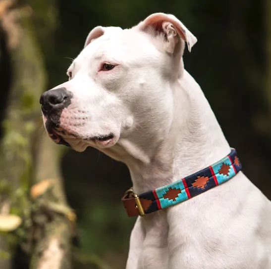 Dog Collar | Navegante | Macondo Belts