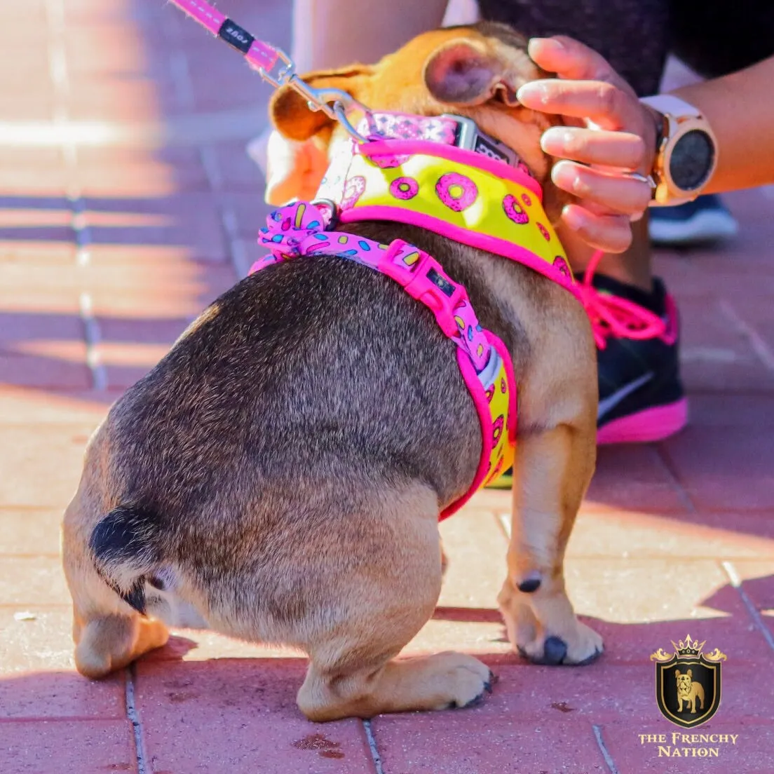 "Donut Life" Reversible Harness