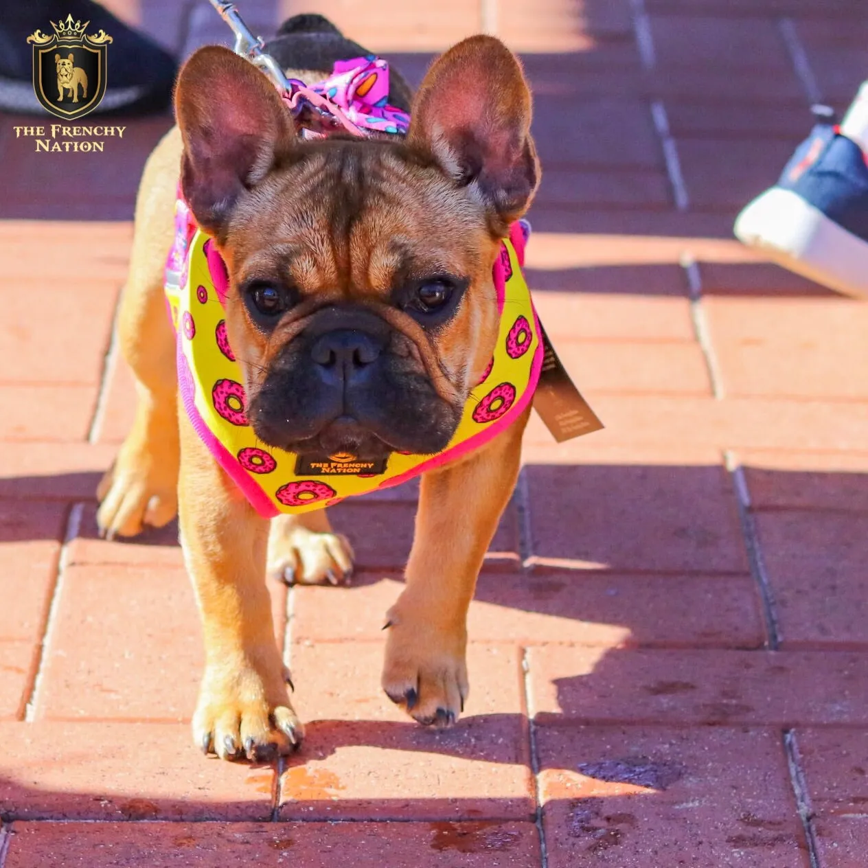 "Donut Life" Reversible Harness