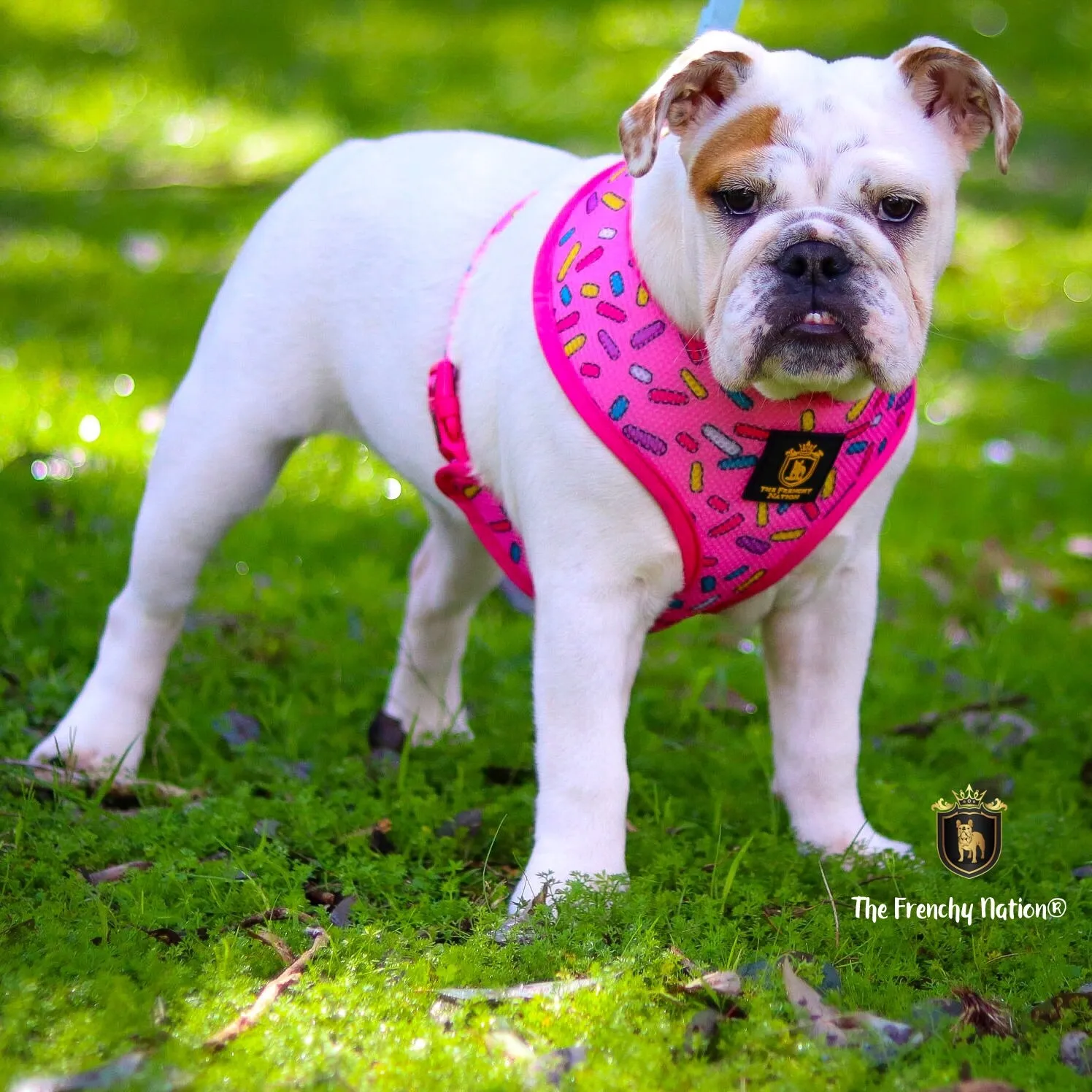 "Donut Life" Reversible Harness