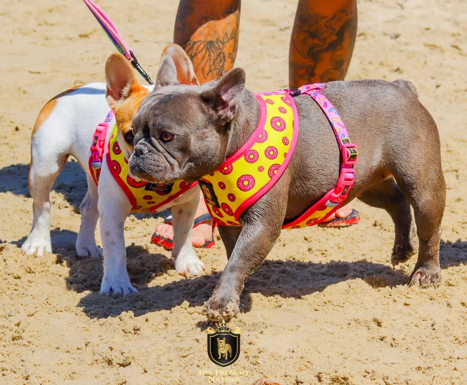 "Donut Life" Reversible Harness