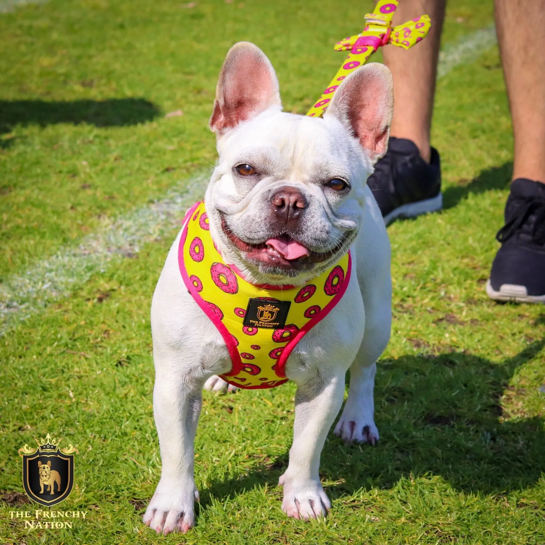 "Donut Life" Reversible Harness