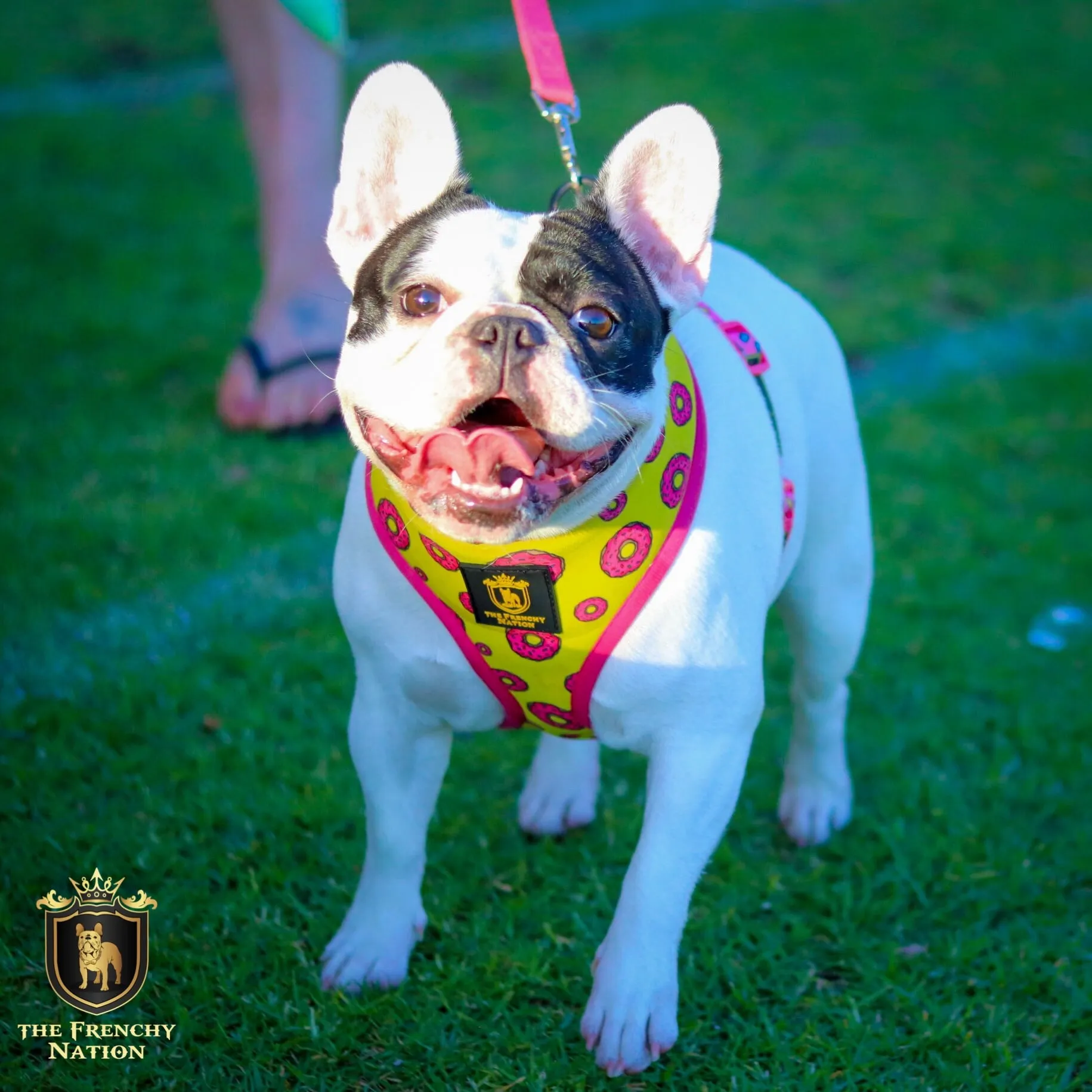 "Donut Life" Reversible Harness