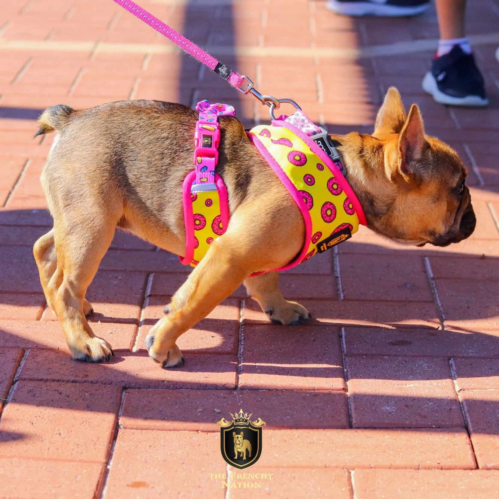 "Donut Life" Reversible Harness