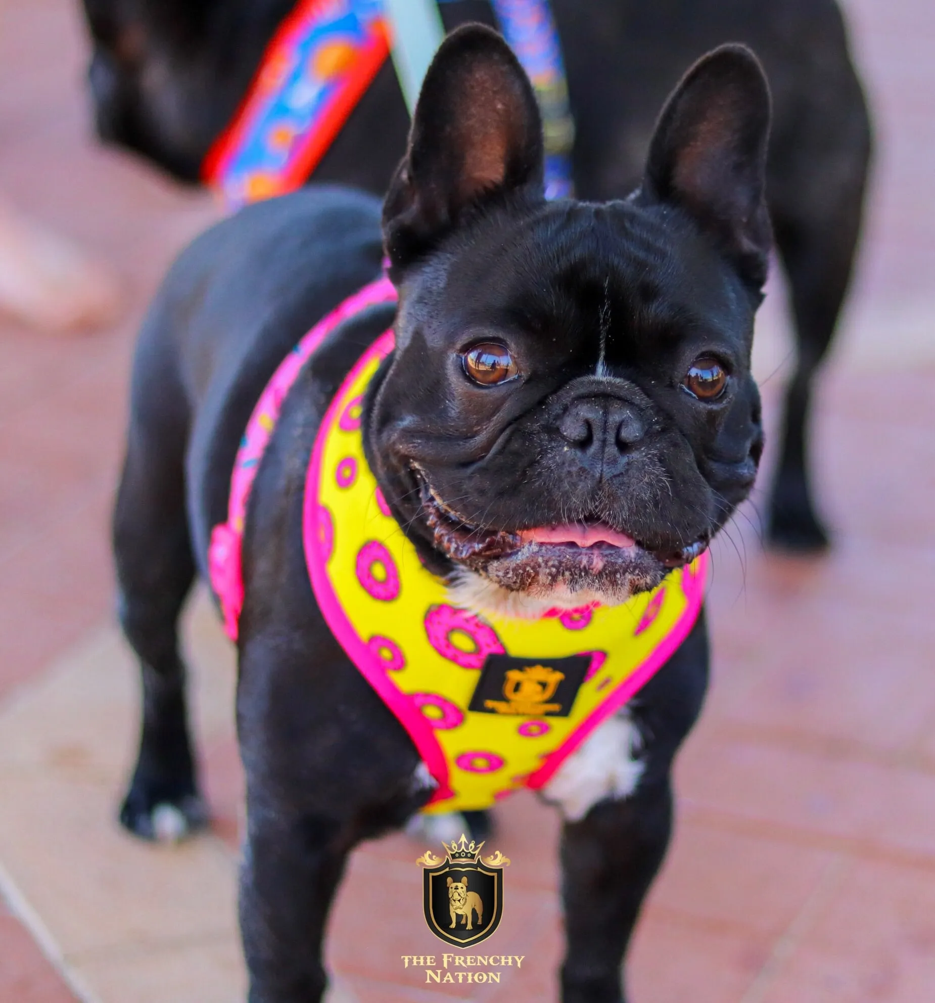 "Donut Life" Reversible Harness