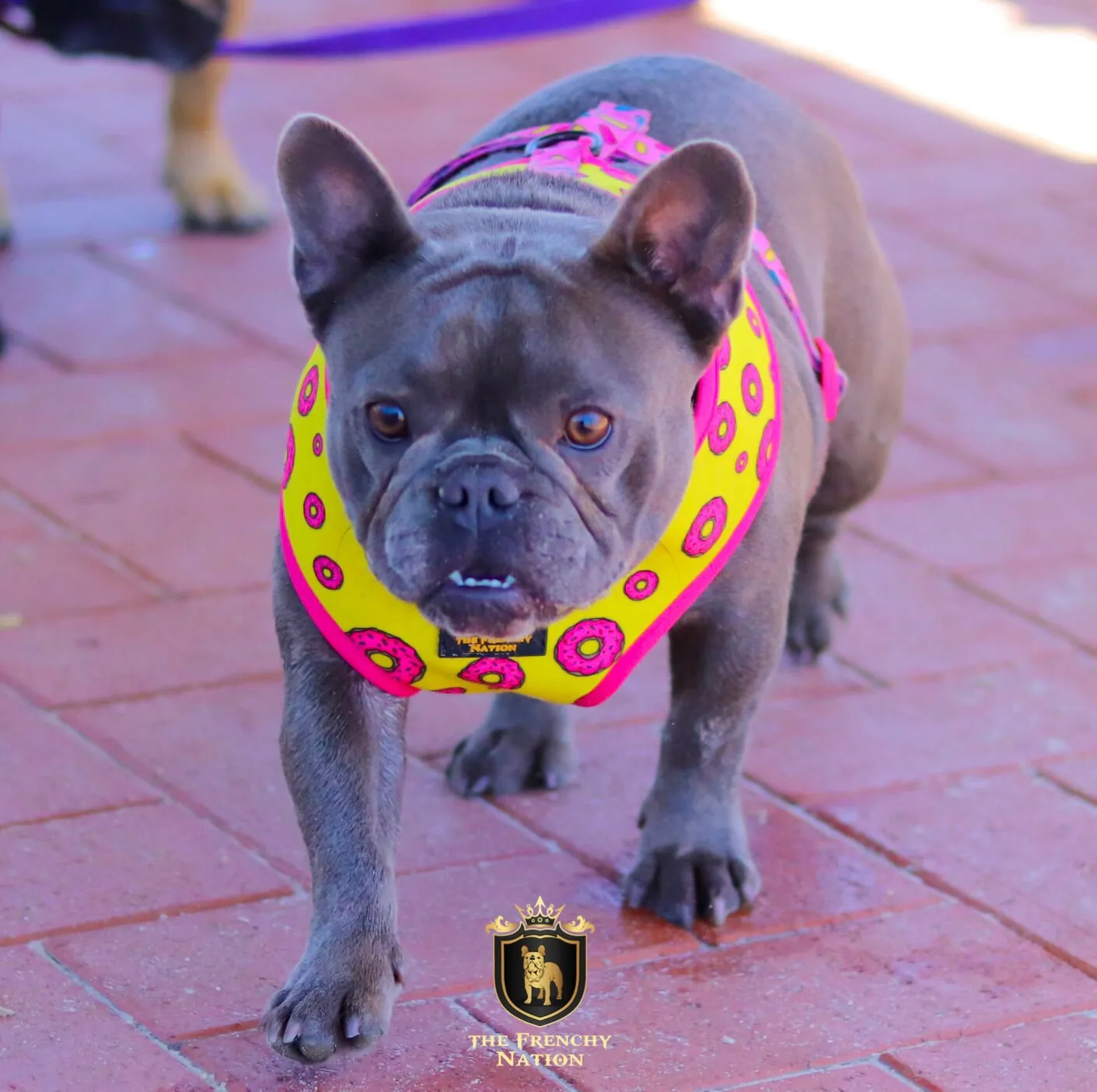 "Donut Life" Reversible Harness