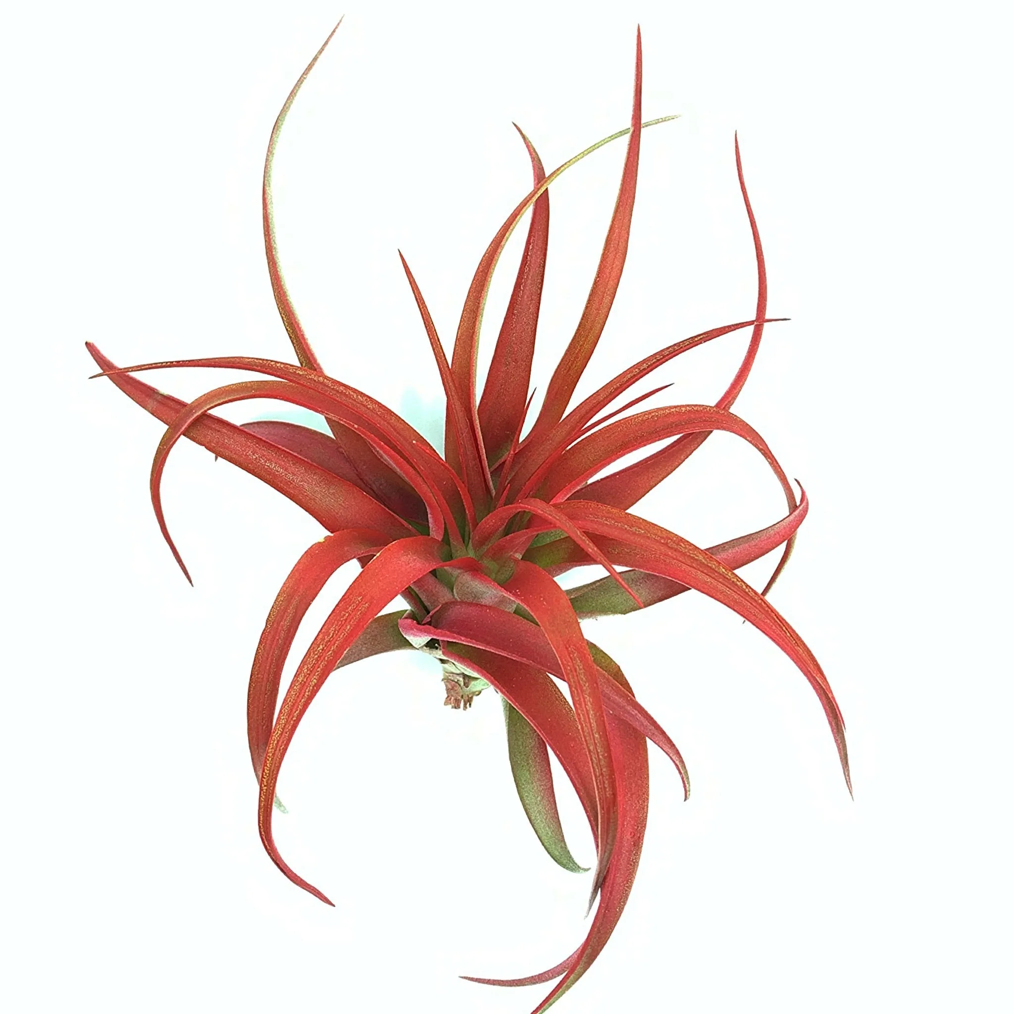 Red Abdita Air Plant